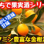 【レシピ】おうちで果実酒シリーズ！金柑酒！