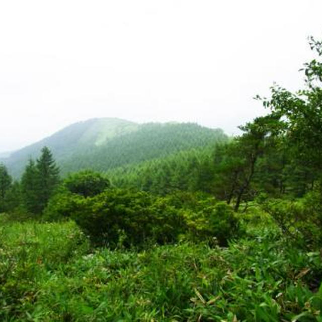 霧が峰キャンプ2010(Ⅲ)八子ヶ峰(1822m)の野草探索