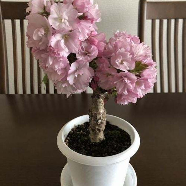 おうちでお花見♪