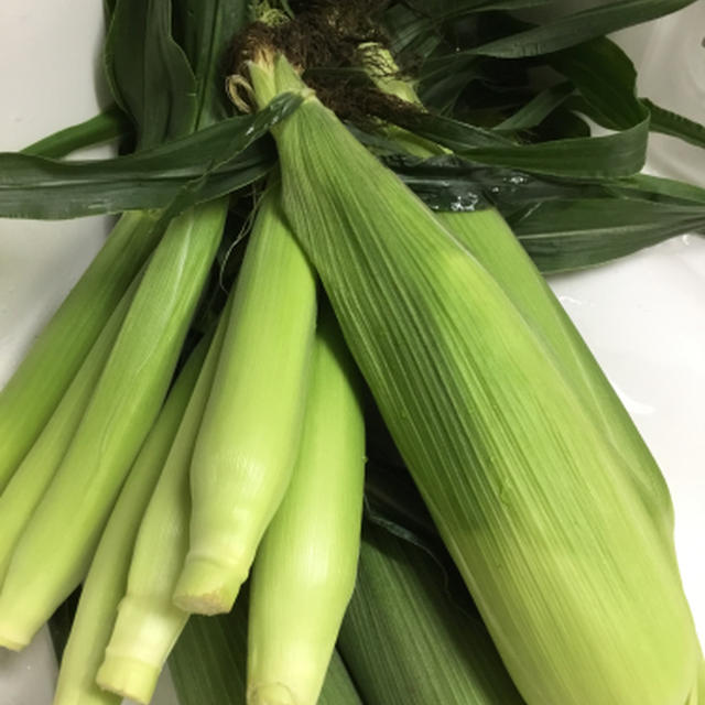 初物とうもろこしを茹でる