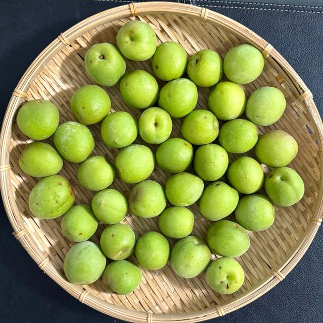 青梅塩麹作り