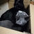 【小梅・さくら・桃之介通信】箱猫 ～ヨドバシ.comの場合～
