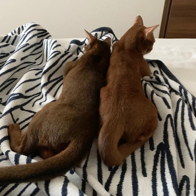 退院後の、猫たちに囲まれて幸せなお昼寝風景