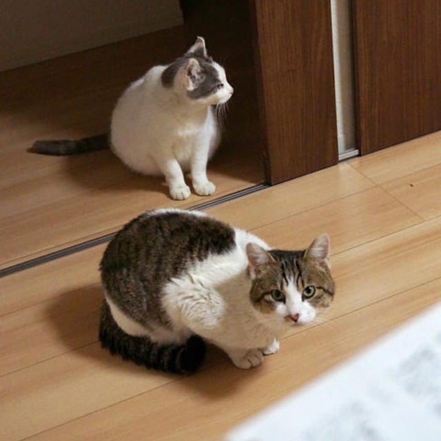 【手作り猫ごはんのレシピ】
