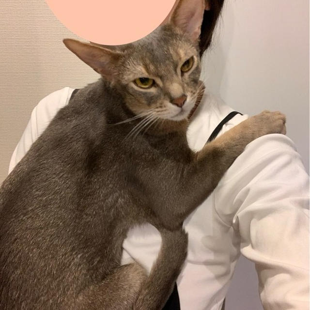 毎日、抱っこマン(*´ω`*)