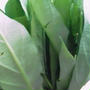 「くうしんさい」というお野菜ご存知ですか？