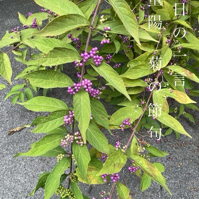 重陽　菊の節句　