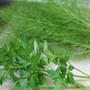 アジの香草焼き
