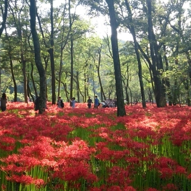 感動♪五百万本の曼珠沙華群生地・巾着田とかかとなめらかケア(おやすみ用)