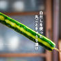 かぶりつこう！白だしを使った 丸ごときゅうり漬け（レシピ）