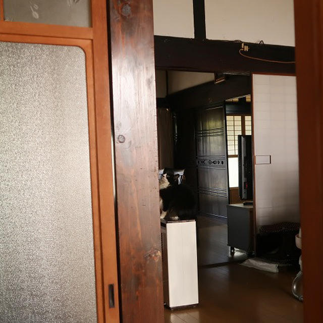 納得がいかないごんぼさん