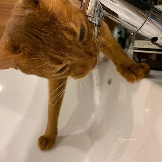 ひめちゃんは、今日も水道からお水を飲んでる。