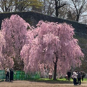 四月最終、盛岡城跡の枝垂れ桜は夢のよう！