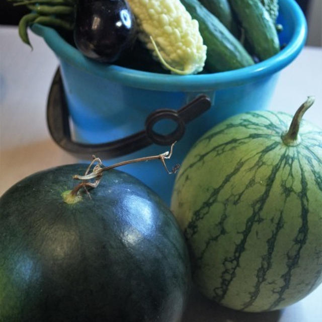 ■Ｍｙファーム便り【収穫西瓜やその他の野菜／草取りは連日4時過ぎから＞＜！】