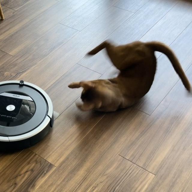 【インスタリール】vs ルンバ　ひめ君さまのあくなき戦い