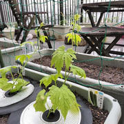 5月10日のバルコニー菜園　どうやら根はついたようで育ちはじめました