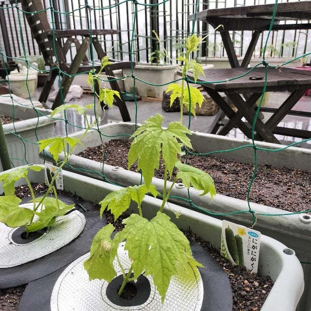 5月10日のバルコニー菜園　どうやら根はついたようで育ちはじめました
