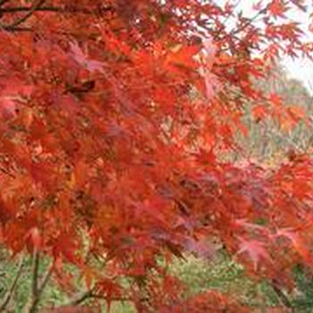 耶馬溪へ紅葉ドライブ