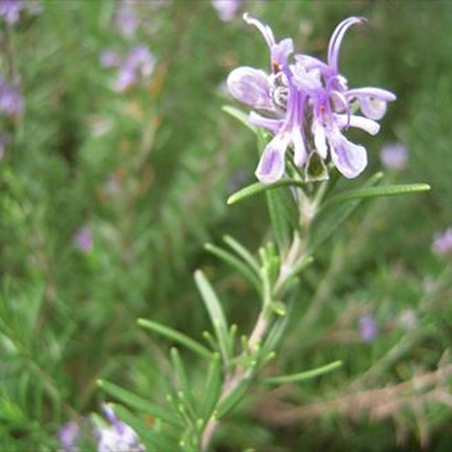 ローズマリーの花と寄せ植えの芝桜
