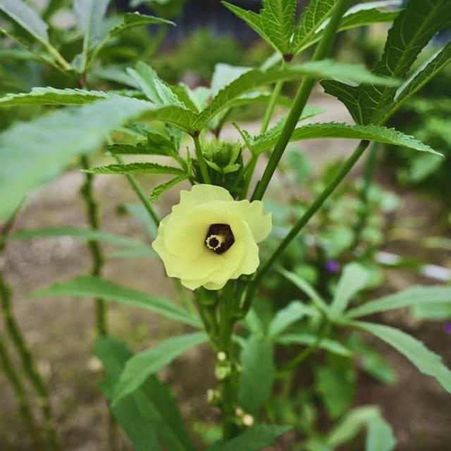 野菜の花②
