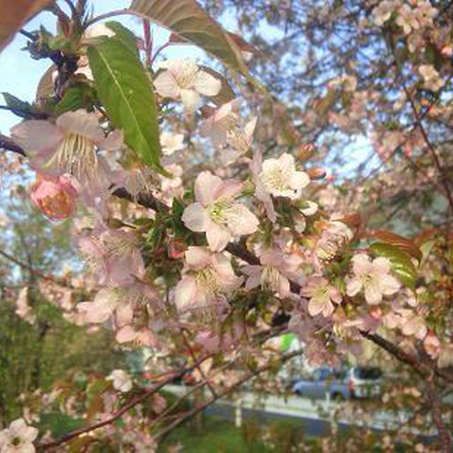 新春の桜