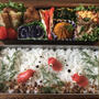 お弁当（金魚）