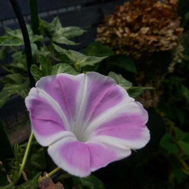 曜白朝顔ピンク#ameba写真部