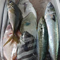 相模湾の魚と鰹と料理