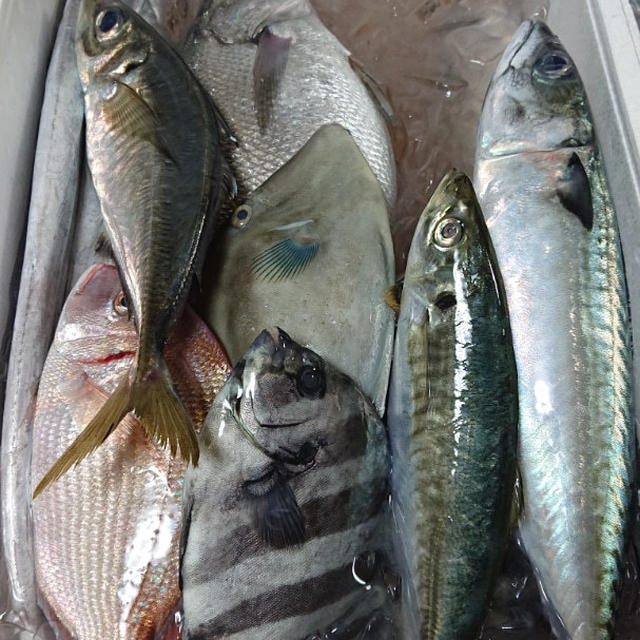 相模湾の魚と鰹と料理