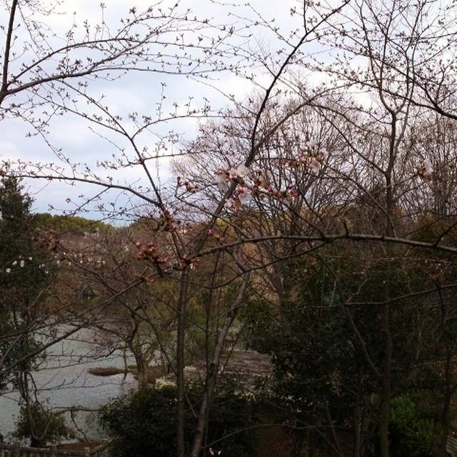 桜の開花発表されたけど・・・来週かなぁ？