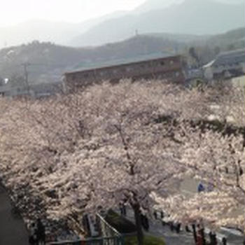 ４月４日　宝塚阪神競馬場でお花見