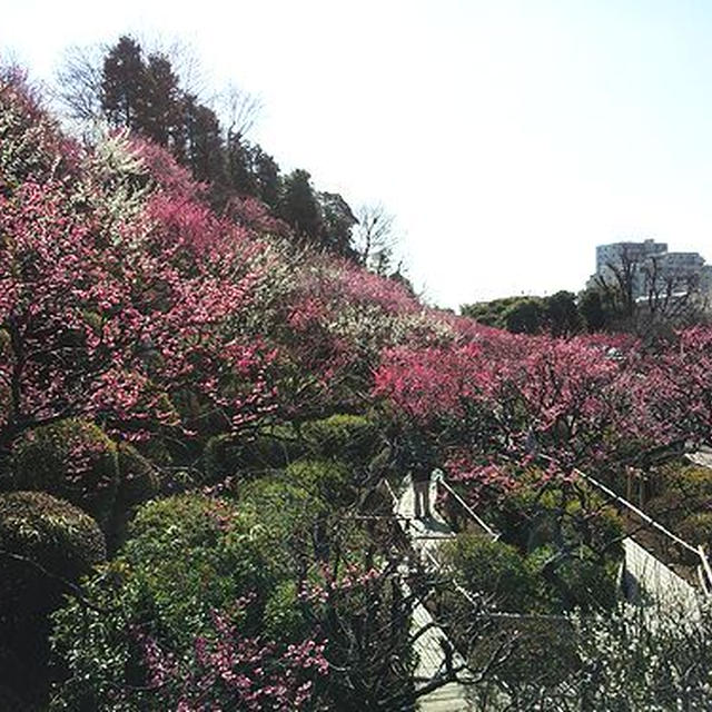 池上梅園