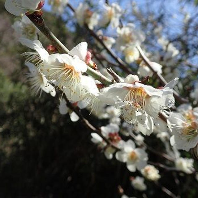 梅が咲いたら春ジャガイモ☆葉山農園（2月中旬）
