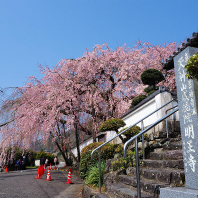 徳島－明王寺の枝垂れ桜ー