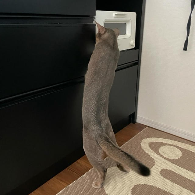 足が短い？