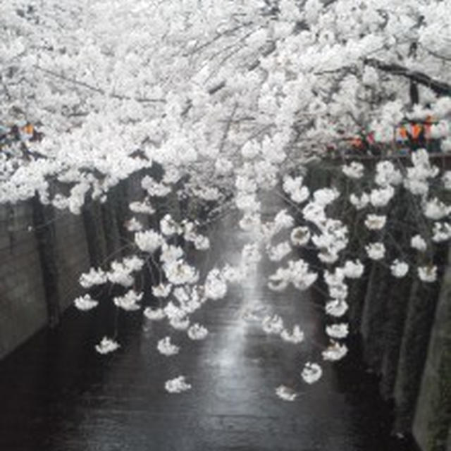 サクラ～桜～さくら☆ミ