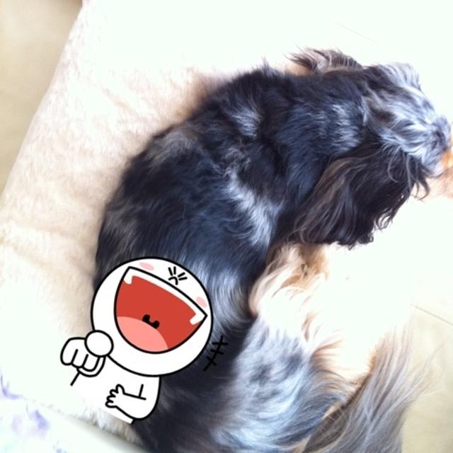はだか
