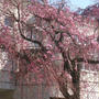 桜～♪♪