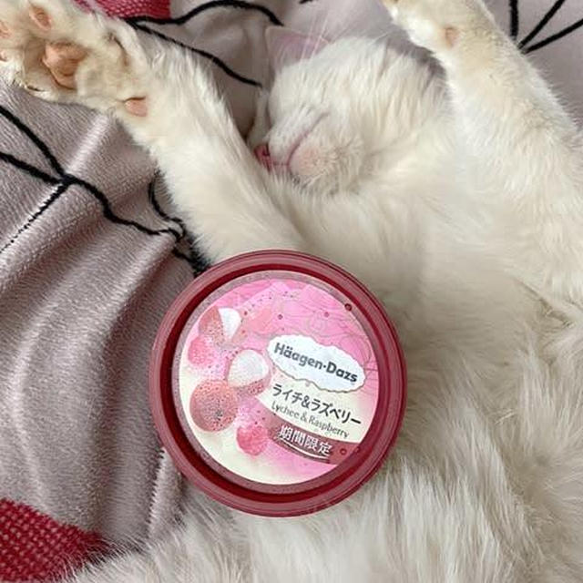 暑さに負けて昼間の猫は伸びて爆睡