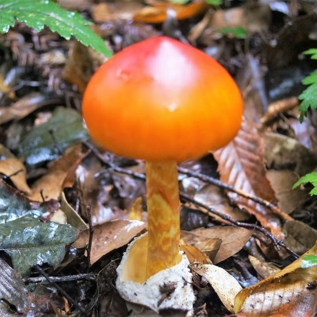 ■続・八菅山ウオーキングにて【皆吃驚〜！！楽しい発見？♪】