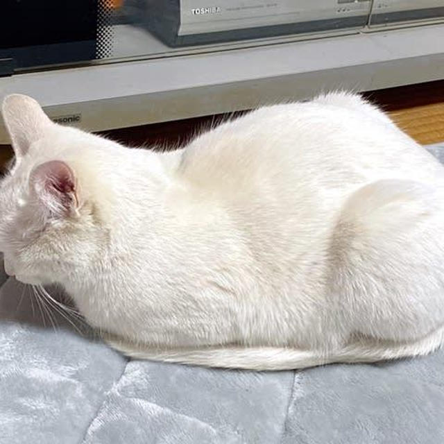 歴史は繰り返される