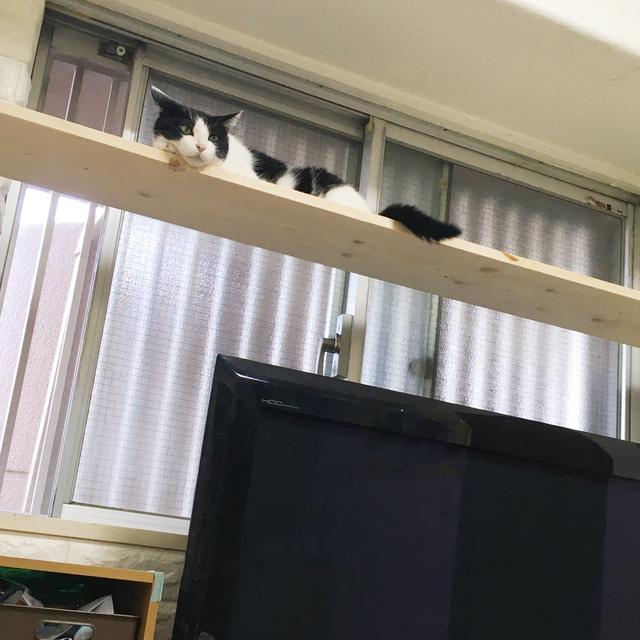 キャットタワー