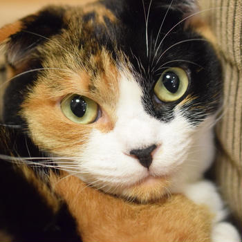 たまには愛猫　マリーさんを