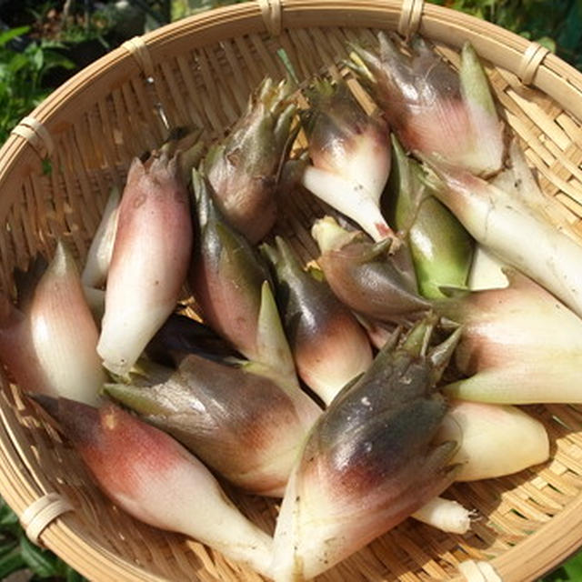 ミョウガの育て方☆種株（根株）の植え付けポイント