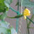 ベランダ菜園で成長を楽しみに。。。。。