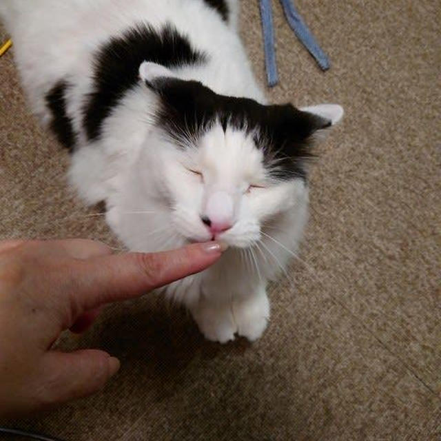 フゴフゴする桃之介