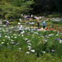 ◆今週のウォーキングは　広大な敷地に展開する 【町田薬師池公園「四季彩の杜」満開の菖蒲園】です♪