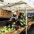 移転していたNapa Farmer's Marketへ