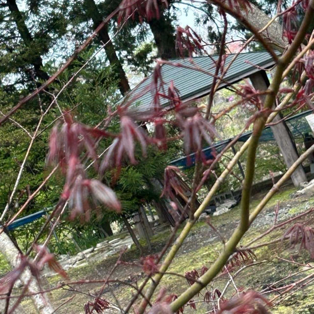 春めく我が家の。。。etc❗️外仕事の因‼️ﾃﾞｽ。