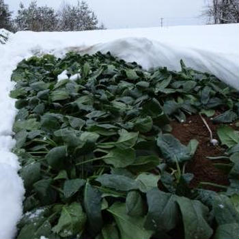 雪下ほうれん草